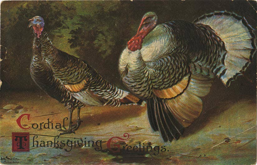 Thanksgiving turkeys (Wikimedia)