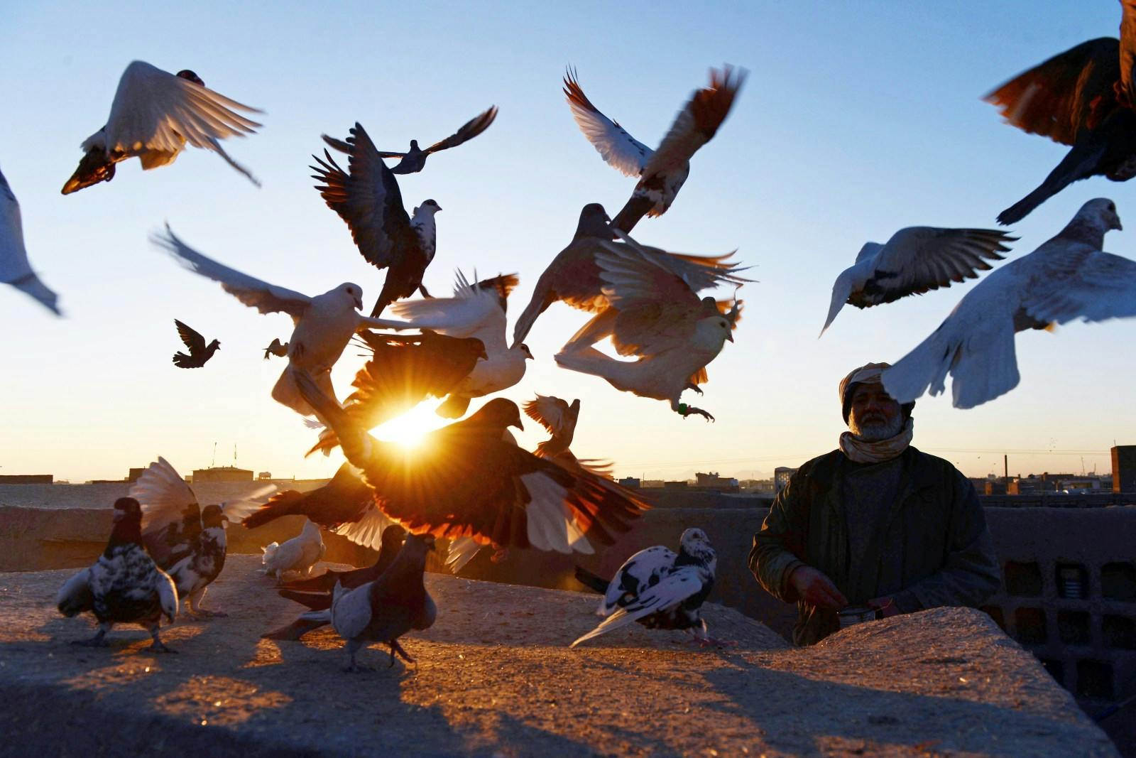 Afghan pigeon fancier Abas Aqa feeds his birds as some take flight on the rooftop of his residence(Aref Karimi/AFP via Getty Images)