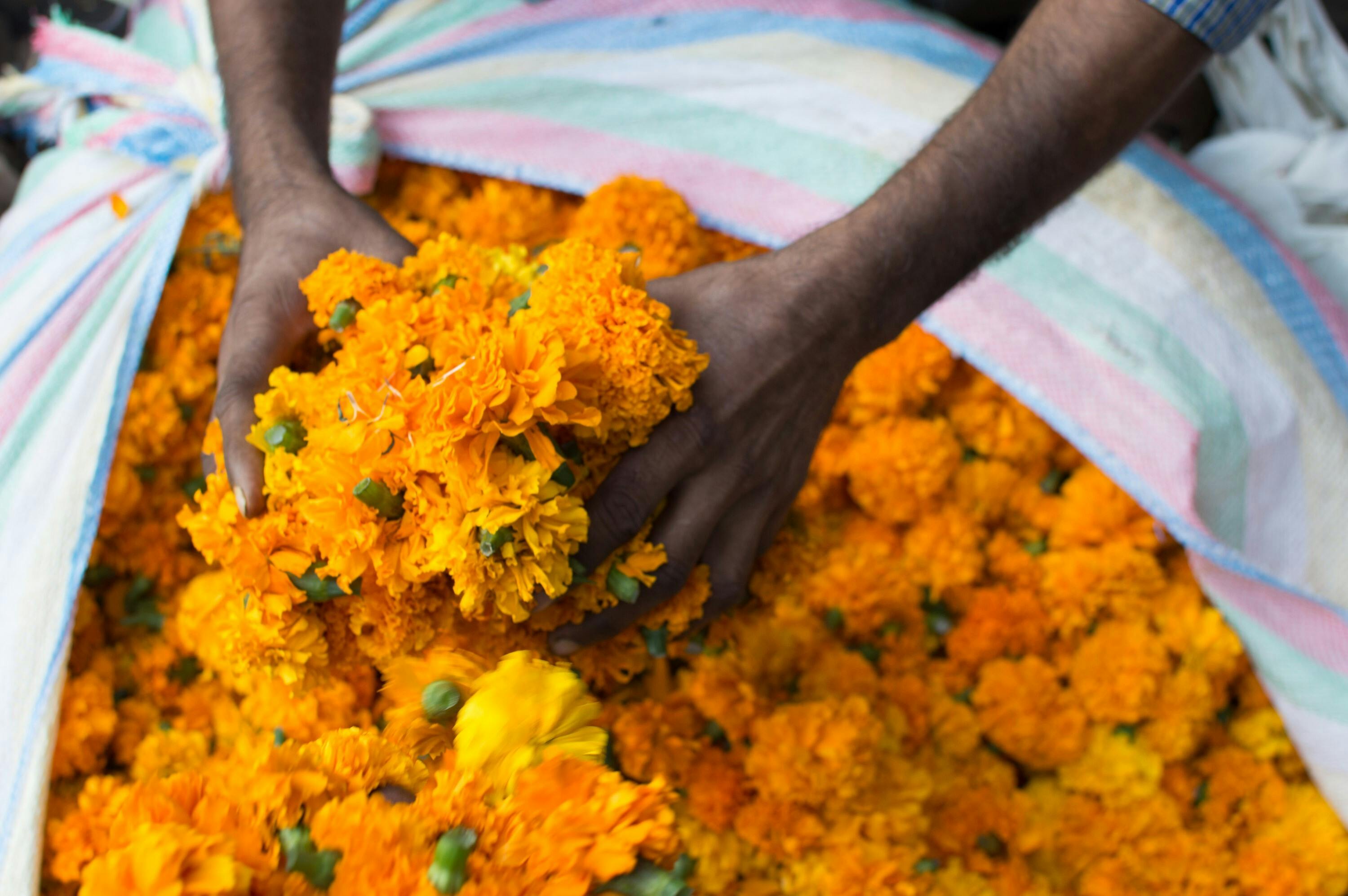 Marigolds at Fatehpuri flowers market in Central Delhi, India (Javed Sultan/Anadolu Agency via Getty Images)